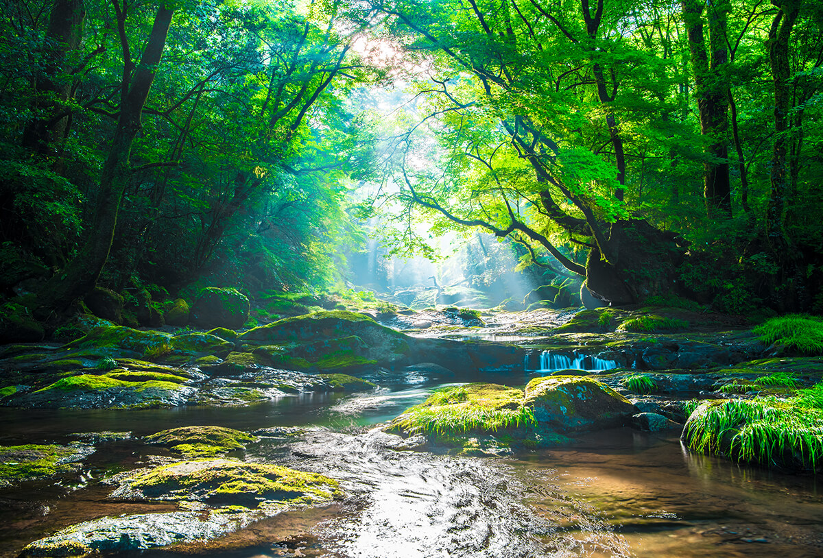 Benefits Of Forest Bathing A Must Try Experience While In Japan Motto Japan Media